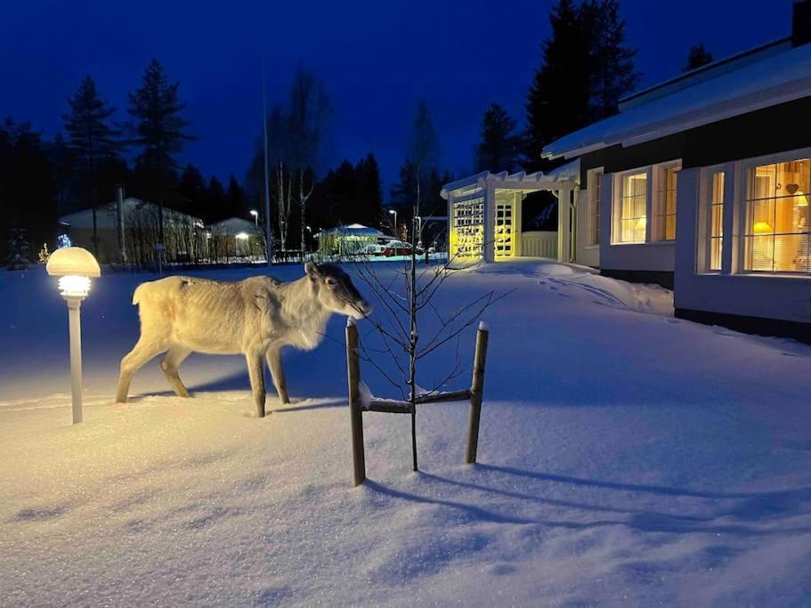 Kielo In Center Near All The Main Spots Rovaniemi Esterno foto
